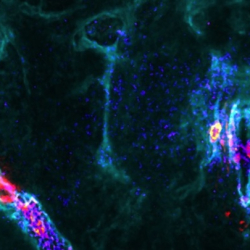 Glial insulin signaling in central brain. Payam Fathi.