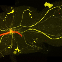 Dye injection labeling of connectivity in the Giant Fiber Interneuron. Tyler Kennedy.