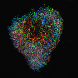 Depth color-coded signaling in learning and memory neurons. James Sears.