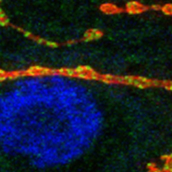 Trans-synaptic signaling at the larval neuromuscular junction. Mary Lynn Dear.