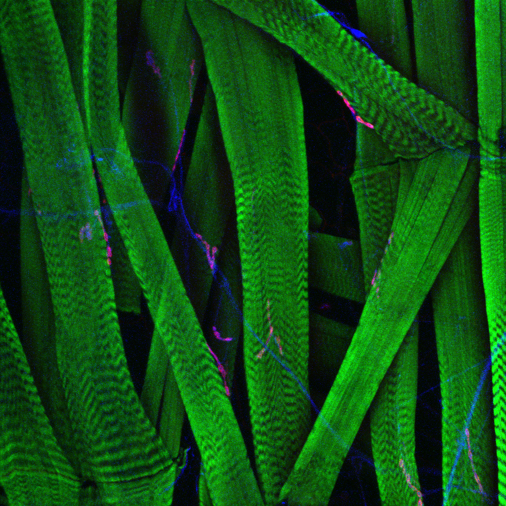 Drosophila larval musculature. Green = Phalloidin (F-actin), Blue = HRP (presynaptic), Pink = DLG (postsynaptic)