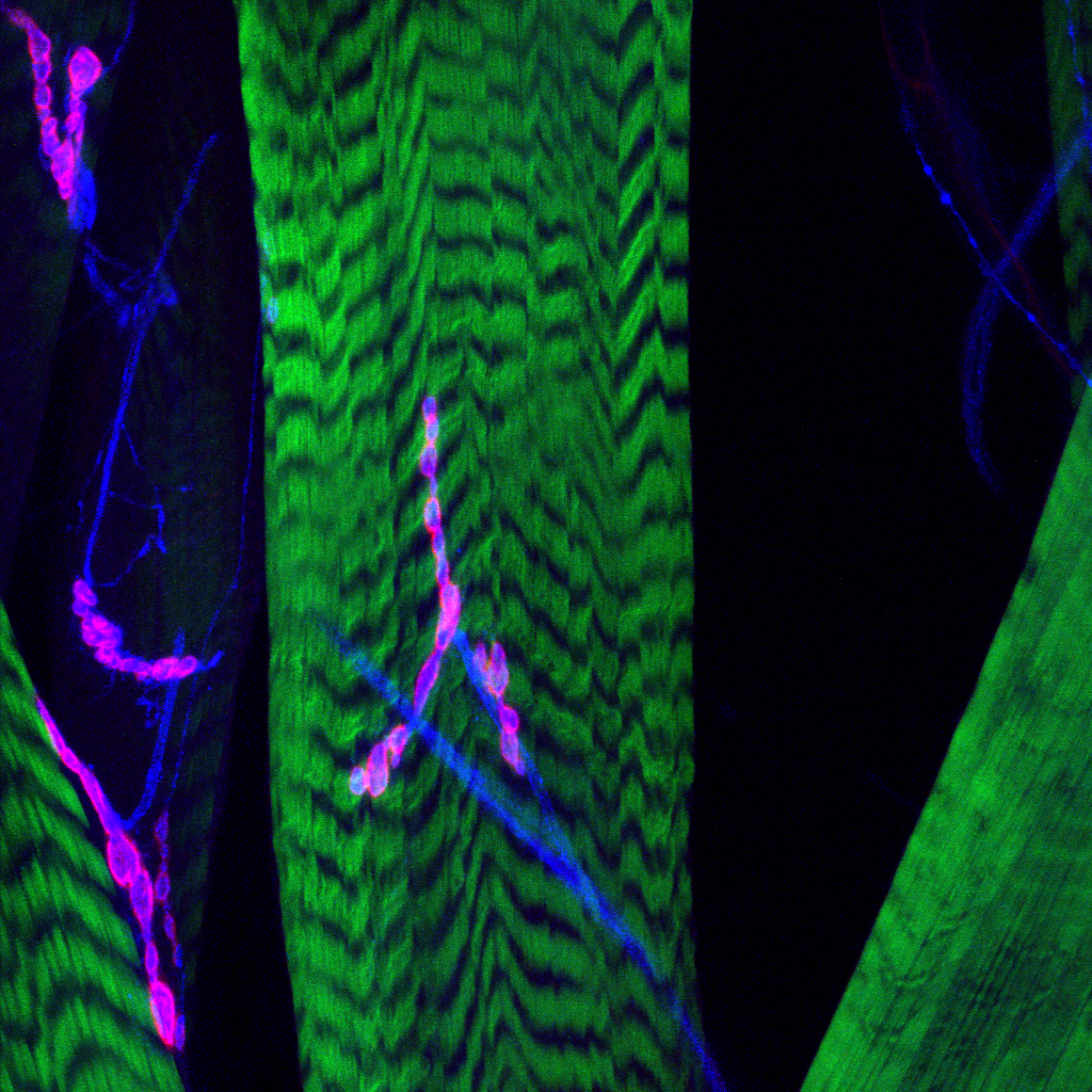 Drosophila Neuromuscular Junction (NMJ). Green = Phalloidin (F-actin), Blue = HRP (presynaptic), Pink = DLG (postsynaptic)