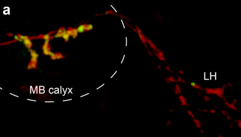 Axons (red) and GFP Reconstitution Across Synaptic Partners (GRASP;green) MB=mushroom body, LH=lateral horn