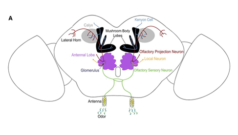 Drosophila olfactory circuitry