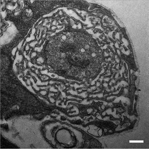 A single bouton using Transmission Electron Microscopy. SB = 500 nm