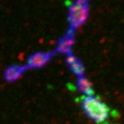 Interaction of signal pathways at the neuromuscular junction. Emma Rushton.