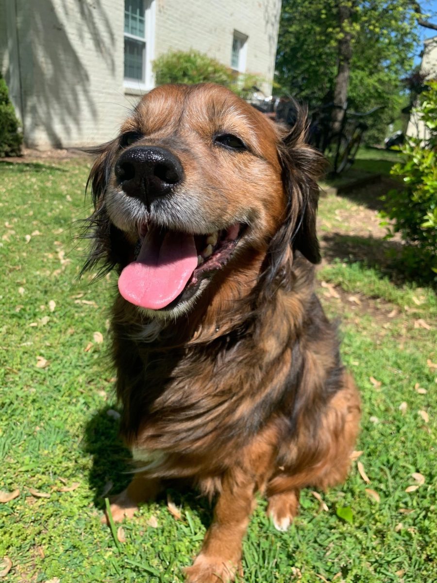 Perrito_Tierney