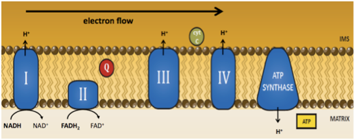 Neurodegeneration